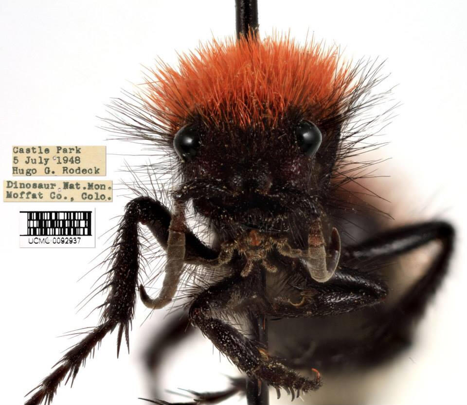 Insect Macrophotography of a Velvet Ant